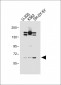 PALM3 Antibody (C-term)